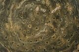 Polished Fossil Rugose Coral Slab - Morocco #259793-1